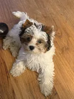 Issa, a female Biewer for sale in Santa Rosa, CA – Photo 3 of 3