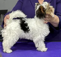 Issa, a female Biewer for sale in Santa Rosa, CA – Photo 1 of 3