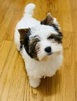 Issa, a female Biewer for sale in Santa Rosa, CA – Photo 2 of 3