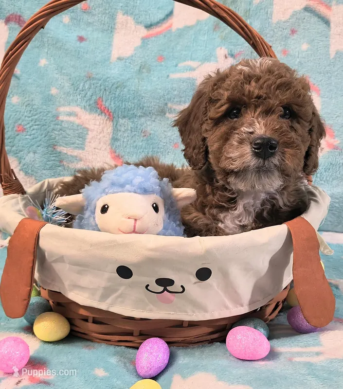 Hank – Goldendoodle puppy for sale in Westfield, WI