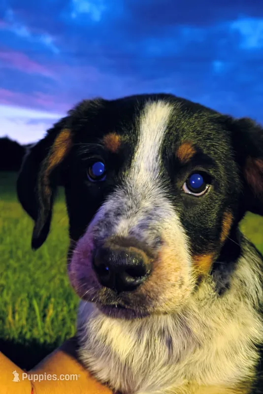Biscuit  – Australian Cattle Dog, Bernese Mountain Dog puppy for sale in Westfield, WI