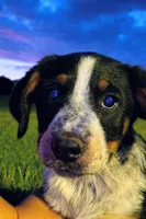Biscuit , a male Australian Cattle Dog and Bernese Mountain Dog for sale in Westfield, WI – 1 of 2