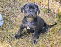 Astro, a male French Bulldog and Pug for sale in Westfield, WI – 3 of 4