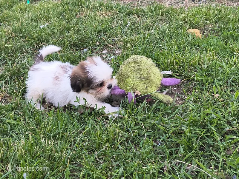 Quinton  – Shih Tzu puppy for sale in Westfield, WI