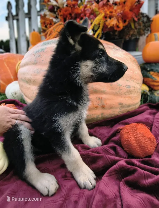 Caspian  – German Shepherd Dog puppy for sale in Oxford, WI