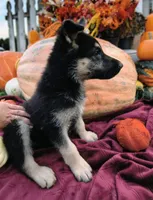Caspian , a male German Shepherd Dog for sale in Oxford, WI – 1 of 2