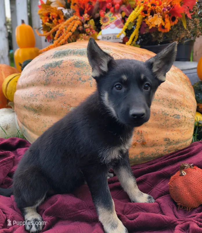 Ariel – German Shepherd Dog puppy for sale in Oxford, WI