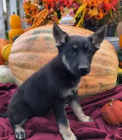 Ariel, a female German Shepherd Dog for sale in Oxford, WI – 1 of 2