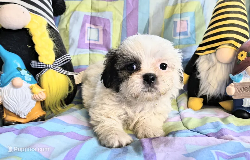 Frankie, a female Shih Tzu for sale in Westfield, WI – 1 of 3