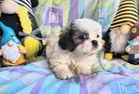 Frankie, a female Shih Tzu for sale in Westfield, WI – 2 of 3