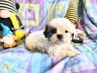 Frankie, a female Shih Tzu for sale in Westfield, WI – 3 of 3
