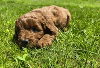 Rose, a female Miniature Goldendoodle for sale in Westfield, WI – 2 of 2