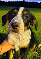 Biscuit , a male Australian Cattle Dog and Bernese Mountain Dog for sale in Westfield, WI – 2 of 2