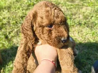 Sam , a male Miniature Goldendoodle for sale in Oxford, WI – 2 of 2