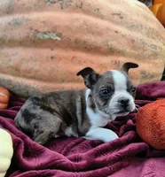 Arthur, a male Boston Terrier for sale in Oxford, WI – 1 of 2