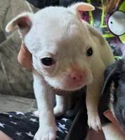 Spot, a male Boston Terrier for sale in Westfield, WI – 1 of 2