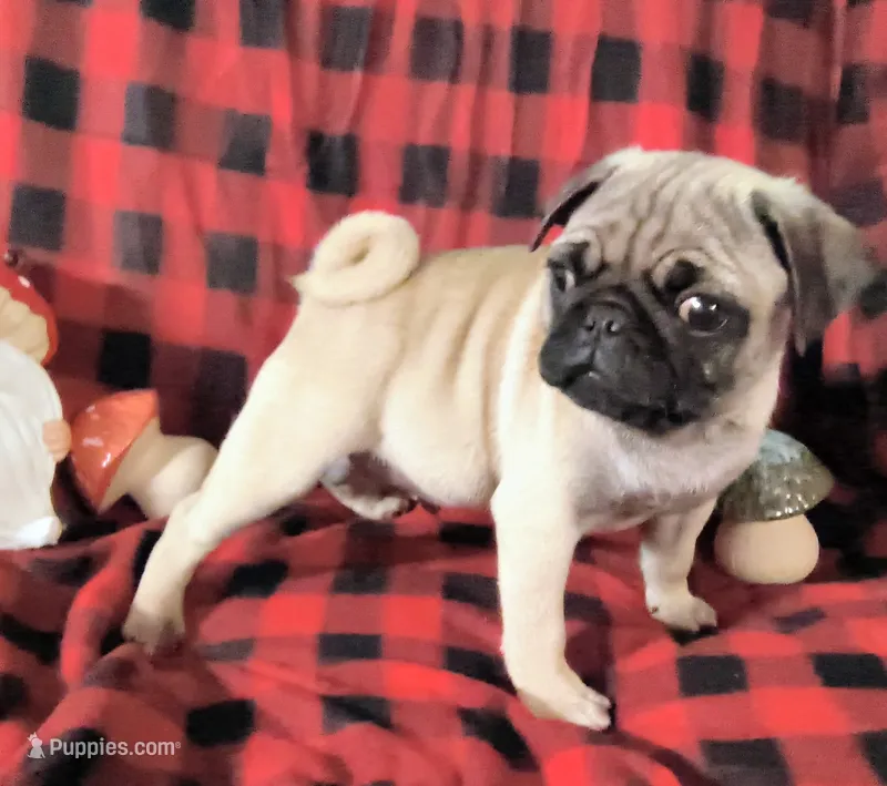 Theodore  – Pug puppy for sale in Westfield, WI