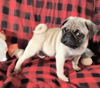 Theodore , a male Pug for sale in Westfield, WI – 1 of 3