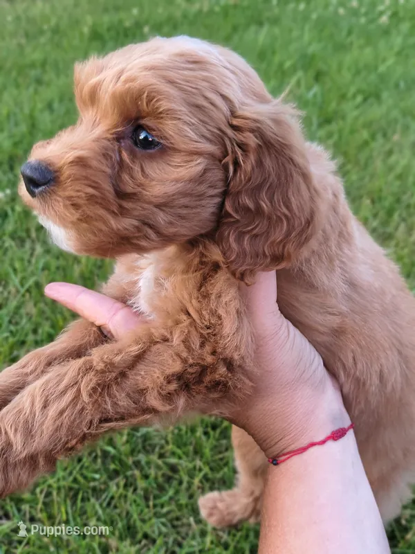 Lucy – Miniature Goldendoodle puppy for sale in Westfield, WI