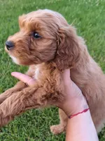 Lucy, a female Miniature Goldendoodle for sale in Westfield, WI – 1 of 2