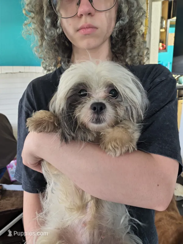 Cherry  – Shih Tzu puppy for sale in Westfield, WI