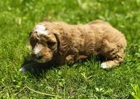 Mack, a male Miniature Goldendoodle for sale in Westfield, WI – 2 of 3