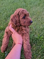 Teddy, a male Miniature Goldendoodle for sale in Westfield, WI – 2 of 2