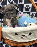Elliot, a male Frenchton for sale in Westfield, WI – Photo 2 of 2
