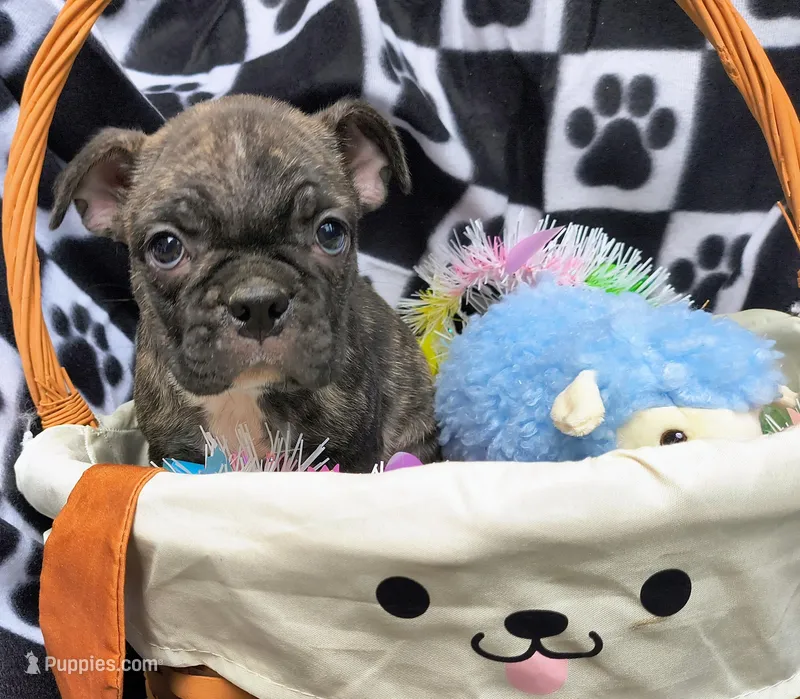 Elliot – Frenchton puppy for sale in Westfield, WI