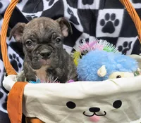 Elliot, a male Frenchton for sale in Westfield, WI – Photo 1 of 2