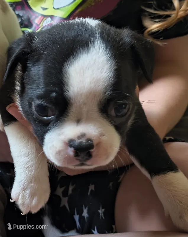 Moe – Boston Terrier puppy on hold in Oxford, WI