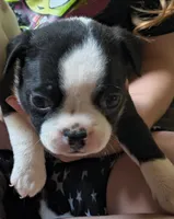 Moe, a male Boston Terrier for sale in Oxford, WI – 1 of 1
