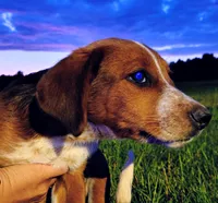 Baron, a male Australian Cattle Dog and Bernese Mountain Dog for sale in Westfield, WI – 1 of 1