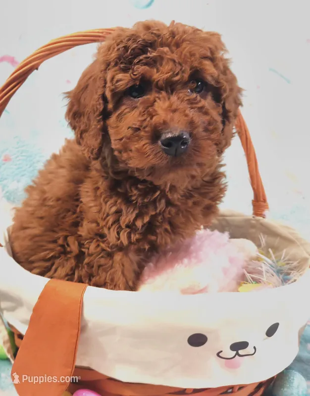 Harper – Goldendoodle puppy for sale in Westfield, WI