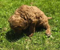 Lenny, a male Miniature Goldendoodle for sale in Westfield, WI – 2 of 2