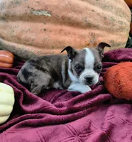 Arthur, a male Boston Terrier for sale in Oxford, WI – 2 of 2