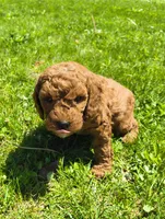 Jake, a male Miniature Goldendoodle for sale in Westfield, WI – 2 of 3