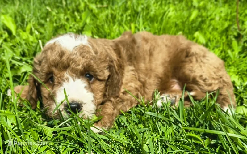 Shiloh  – Miniature Goldendoodle puppy for sale in Westfield, WI
