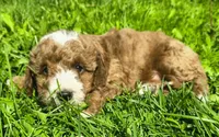 Shiloh , a male Miniature Goldendoodle for sale in Westfield, WI – 1 of 1