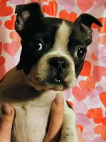 Clayton , a male Boston Terrier for sale in Westfield, WI – Photo 1 of 2