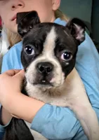 Kane, a male Boston Terrier for sale in Westfield, WI – Photo 1 of 2