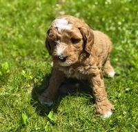 Mack, a male Miniature Goldendoodle for sale in Westfield, WI – 3 of 3