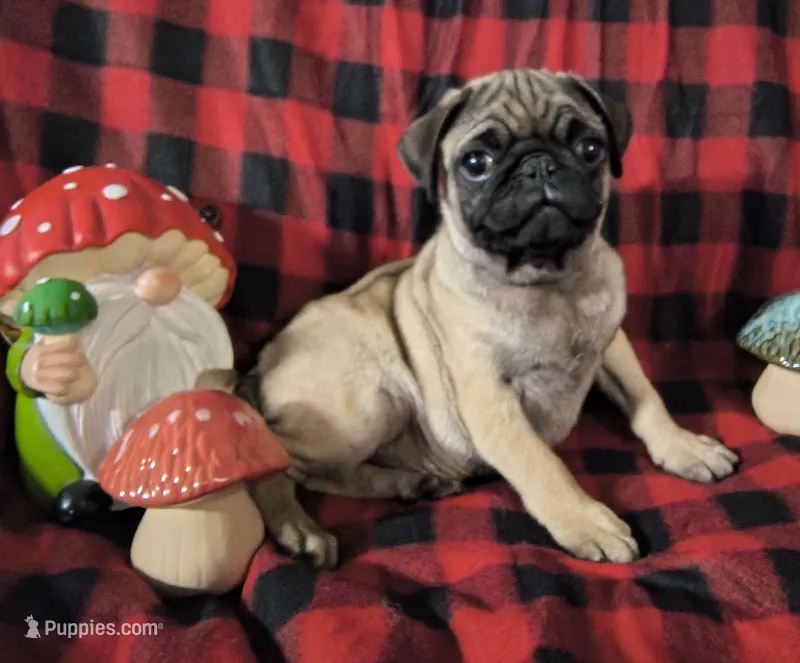 Alvin – Pug puppy for sale in Westfield, WI
