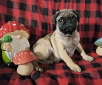 Alvin, a male Pug for sale in Westfield, WI – 1 of 3