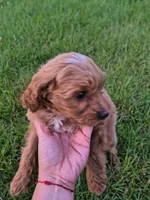 Lucy, a female Miniature Goldendoodle for sale in Westfield, WI – 2 of 2