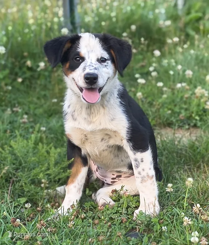 Gypsy – Australian Cattle Dog, Bernese Mountain Dog puppy for sale in Westfield, WI