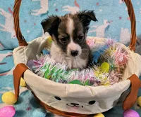 Rico, a male Shetland Sheepdog and Chihuahua for sale in Westfield, WI – Photo 2 of 2