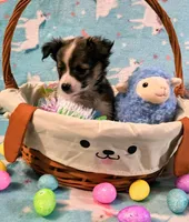 Rico, a male Shetland Sheepdog and Chihuahua for sale in Westfield, WI – Photo 1 of 2