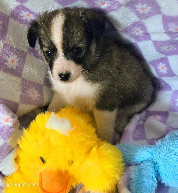 Rufus – Rat Terrier, Chihuahua puppy for sale in Westfield, WI