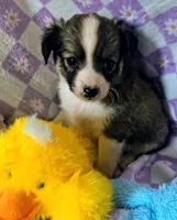 Rufus, a male Rat Terrier and Chihuahua for sale in Westfield, WI – Photo 2 of 2